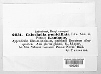 Erysiphe penicillata image